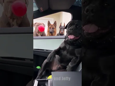 Tim Pranks Three Angry Dogs and Regrets It 😂