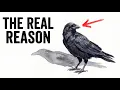 Why Crows Hold Funerals Scientists Finally Know