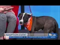 El Paso Animal Services visit KTSM before adoption event
