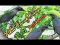 Download Lagu suara pikat burung cucak Keling anti zonk