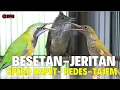 Download Lagu TEMBAKAN KASAR MEWAH 2025 || BESETAN JENGGOT - CUNGKOK KUNTI GEREJA TARUNG - TEPUS  ||