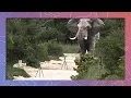 Download Lagu Elephant Slalom Between Cameras and Cheetahs