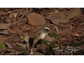Lagu Rufous Fantail  (Rhipidura rufifrons) HD Video Clip 1 / 2