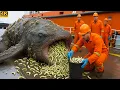 Download Lagu Rescue Team Saves Giant Extinct Livyatan Sperm Whale From Heavy Seashells and Sponges 🐋🌊