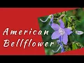 American Bellflower