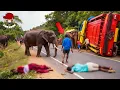 Lagu 44 Most BRUTAL ANIMAL ATTACKS Caught on Camera