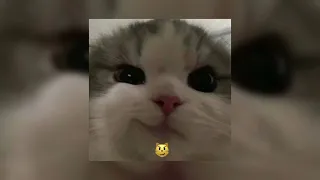 Dua Lipa New Rules Speed Up 