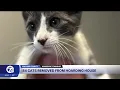 Macomb County Animal Control removes 84 cats from a massive hoarding situation