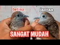 Download Lagu CARA MUDAH MEMBEDAKAN PERKUTUT JANTAN \u0026 BETINA‼️