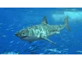 A Navy SEAL explains what to do if you re attacked by a shark