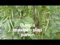 Lagu Buncis maxipro siap panen #agriculture #farming