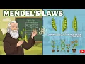 Mendel s Laws Explained Cracking the Genetic Code
