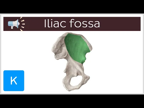 Download MP3 Iliac fossa | Anatomical Terms Pronunciation by Kenhub