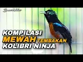 Lagu MEWAH !! KOMPILASI KONIN GACOR FULL ISIAN TEMBAKAN BREN PANJANG AUDIO JERNIH COCOK UNTUK MASTERAN