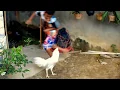 Download Lagu ayam kinantan paling buas didunia