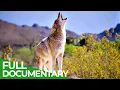 Coyotes vs Wolves - An Unequal Battle in Yellowstone National Park Free Documentary Nature