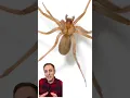 Do you know what a brown recluse spider looks like