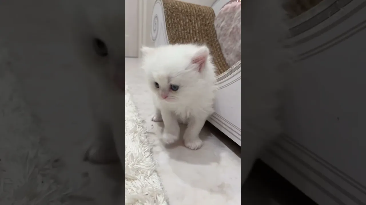 動画