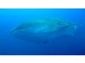 Download Lagu Best of diving Galapagos - Darwin's arch (HD)