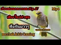 Download Lagu เสียงต่อนกดอกแตงEp.47เสียงนกต่อ เจ้าเพชร Burung merbah lrkir bay hoanh hoach thom 8พฤษภาคม ค.ศ. 2021