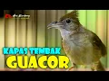 Download Lagu KAPAS TEMBAK GACOR !! nembak ngebren _ masteran handal