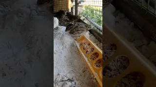 تربية طائر الفري تربية السمان الفري Shorts  تربية طائر الفري تربية السمان الفري Shorts