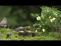 74min of Nature Escape with Forest Bird Sounds and Adorable Little Birds (4K HDR)