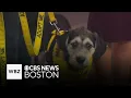 Puppies available for adoption through Shultz s Guest House in Dedham