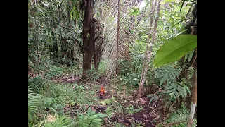 pikat ayam hutan minahasa sulawesi utara si bandit strike lagi 