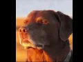 Cooked dog meme