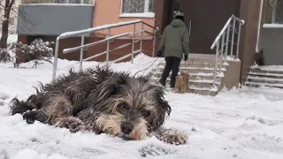 After Losing Her Parents, She Never Realized What Was Happening to Her Dog