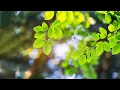 Download Lagu Beautiful Piano Music 24/7 🍀 Study Music, Relaxing Music, Sleep Music, Meditation Music, Spa \u0026 Yoga