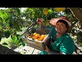 Mbah Kukang gak sabaran panen jeruk sendiri ngos2an ‼️ Sulastri 15 panen jeruk Santang super manis.