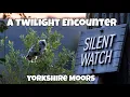 Download Lagu Een ontmoeting in de schemering: Stille wacht - Yorkshire Moors