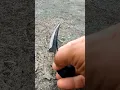 Download Lagu #vlog 340 : Pisau Sirauik #knife #blacksmith #minang #classic #black #finishing #tactical