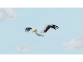 Bird Flap Overlap - Animation Tutorial How to Animate Bird Flight