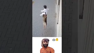 مشهد تول ده التقنية وتلهمه الفطرة الكلب حارس البراءة 