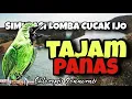 Download Lagu SIMULASI LOMBA cucak ijo FULL MATERI TEMBAKAN PANJANG || audio lapangan lomba burung