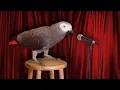 Apollo is the FUNNIEST Talking Parrot