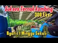 Ternak kambing Ngarit seminggu sekali !! Cara sukses ternak kambing