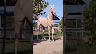                حيوانات الغابه دندنها