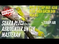 Download Lagu Suara Masteran Pleci Auriventer Agar pleci gacor dan ngalas + terapi air agar pleci cepat bukpar