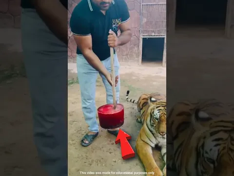 র*ক্তের ললিপপ 😱 || Bloo*d Lolipop for Tiger 🐯 || Mr. Sujay #mrsujay #facts