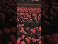 Download Lagu YAD - Vanna Rainelle (lyrics) | aesthetic | whatsapp status | slowed | sped up