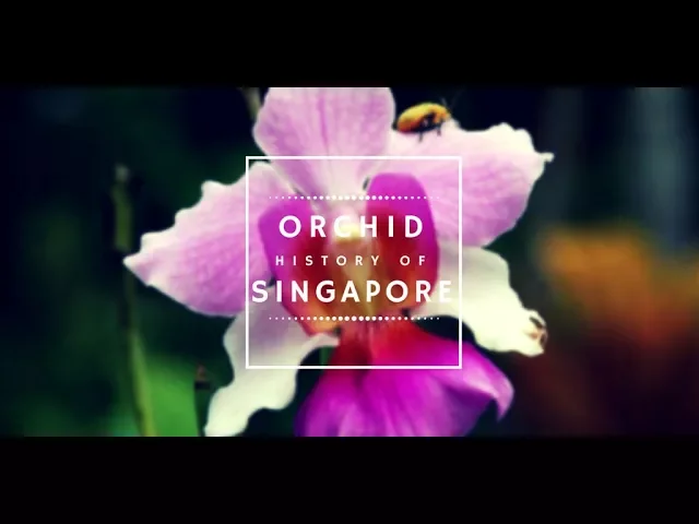 2015 ORCHID HISTORY OF SINGAPORE (FULL DOCUMENTARY)