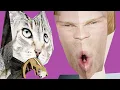 Download Lagu THE GREATEST SONG ABOUT A CAT EVER MADE