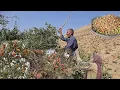 Download Lagu Het nomadenleven van Iran: op reis naar het bos om wilde amandelen te plukken in de bergen