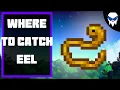 Stardew Valley - How to Catch Eel Best Spots Simple Tips