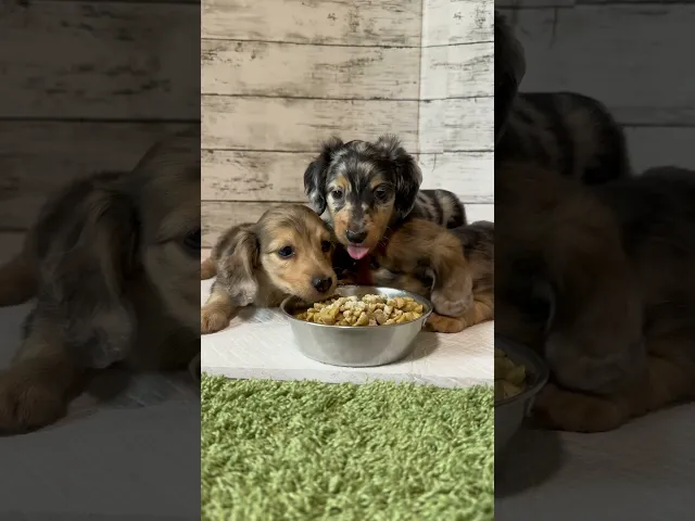 動画