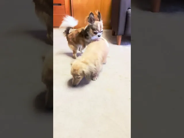 動画